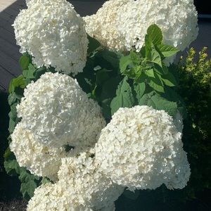 Meet your Posher, Joanna